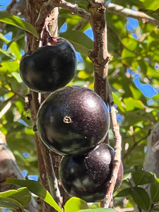 Jaboticaba - Sabara