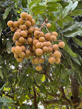 Load image into Gallery viewer, Longan - Kohala (July-August)