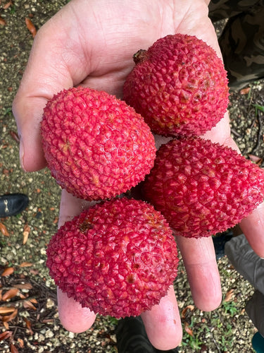 Lychee - Hak Ip (Jun)