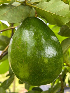 Avocado - Simmonds (Jun-Aug)