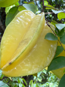 Star Fruit - Fwang Tung (Aug-Dec)