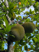 Load image into Gallery viewer, Jackfruit - Crunchy