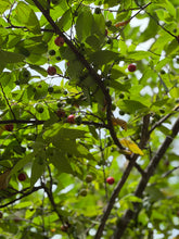 Load image into Gallery viewer, Strawberry Cotton Candy Berry