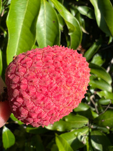 Lychee - Brewster (Jun)