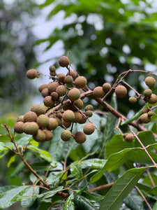 Longan - Kohala