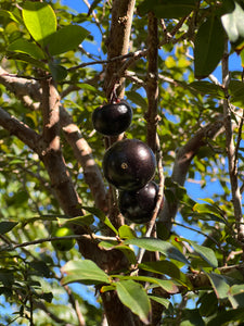 Jaboticaba - Sabara