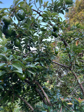 Load image into Gallery viewer, Avocado - Donnie