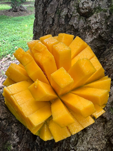 Mango - Keitt (Jul-Sep)