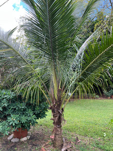 Coconut - Dwarf Malayan