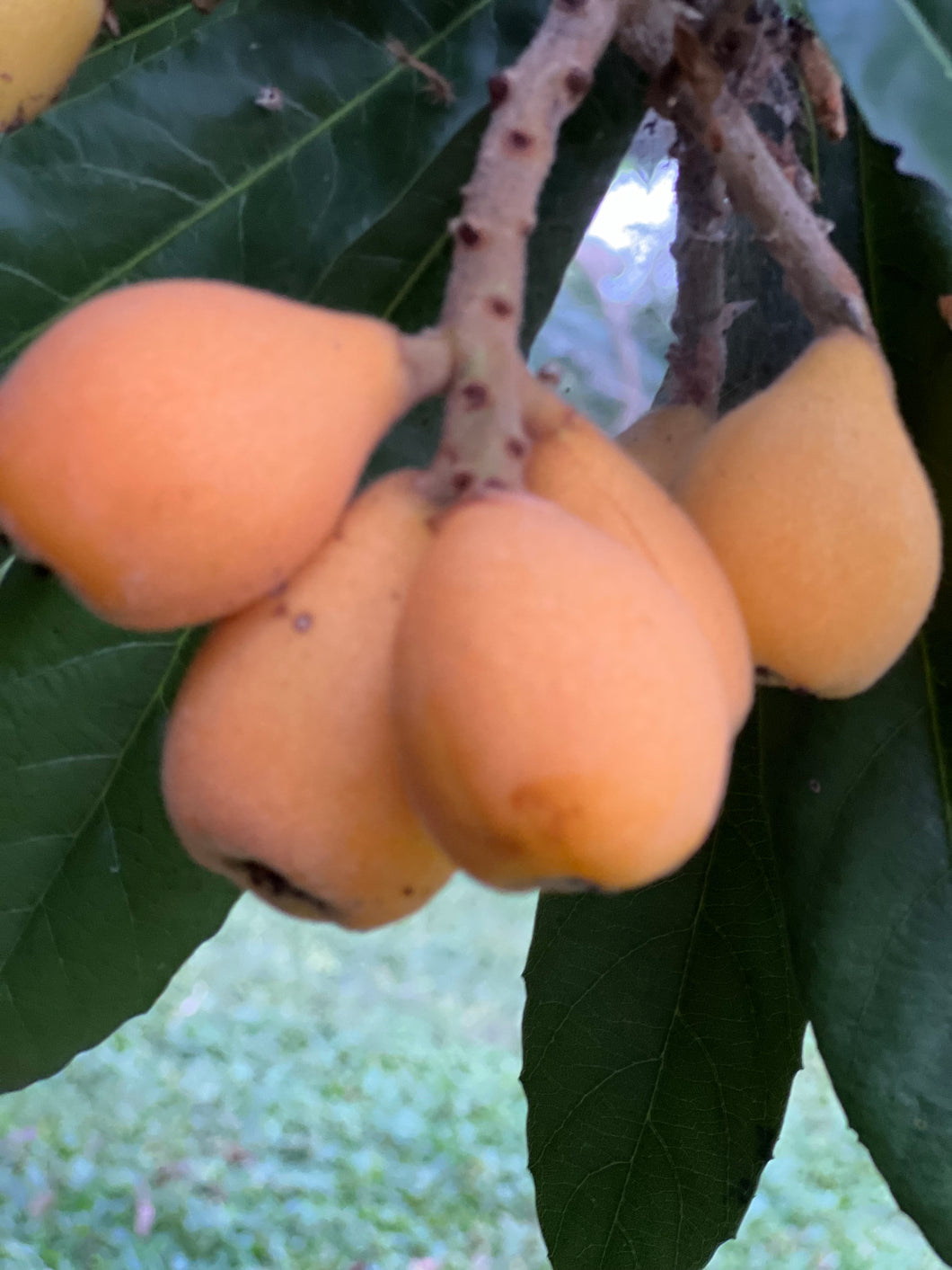 Loquat - Golden Nugget