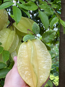 Star Fruit - Fwang Tung (Aug-Dec)