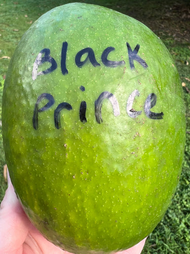 Avocado - Black Prince (Aug-Oct)