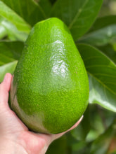 Load image into Gallery viewer, Avocado - Seasonal Mix Box (Jul-Jan)