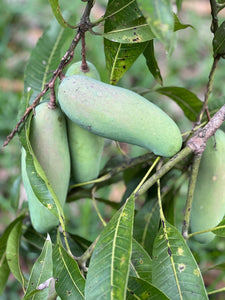 Mango - Mahachanok