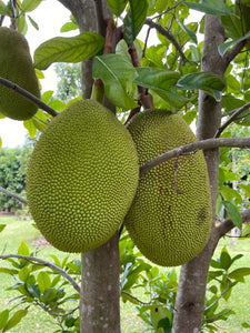 Jackfruit - Crunchy