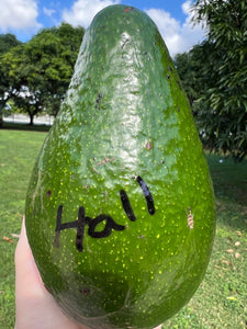 Avocado - Hall (Oct-Dec)