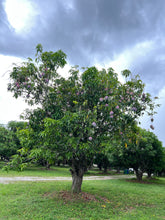 Load image into Gallery viewer, Mango - KEITT SEEDLING