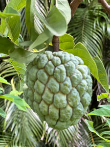 Sugar Apple - Purple and Green mixed