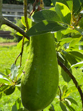 Load image into Gallery viewer, Avocado - Russell