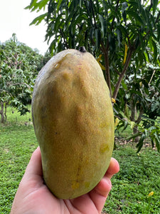 Mango - Rosigold