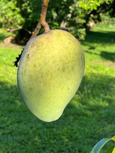 Mango - CAC