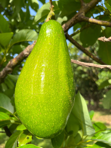 Avocado - Bernecker (Jul - Sep)