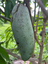 Load image into Gallery viewer, Mango - MUN KUN SI