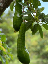 Load image into Gallery viewer, Avocado - Russell