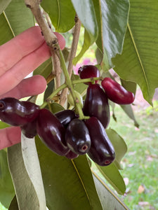 Jamun (Jul-Sep)