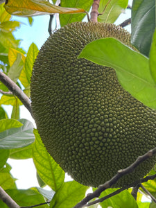 Jackfruit - Crunchy