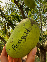 Load image into Gallery viewer, Mango - ROSIGOLD