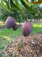 Load image into Gallery viewer, Mango - PREMIUM MANGO MIXED BOX (PRE-SALE)