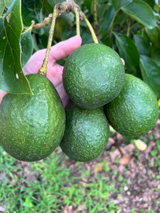 Avocado - Seasonal Mix Box (Jul-Dec)