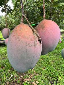 Mango - Keitt (Jul-Sep)