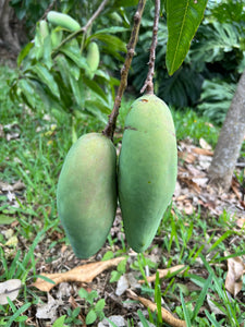 Mango - Mahachanok