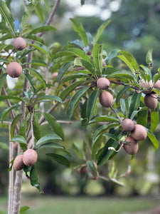 Sapodilla - Makok