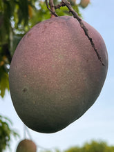 Load image into Gallery viewer, Mango - KEITT SEEDLING