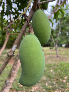 Mango - Raw Honey/Shwe Hin Tha