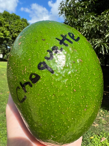 Avocado - Choquette (Oct-Jan)