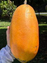 Load image into Gallery viewer, Papaya - Red Lady