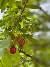 Load image into Gallery viewer, Strawberry Cotton Candy Berry