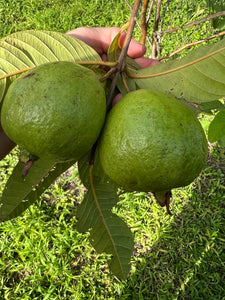 Guava - Kilo