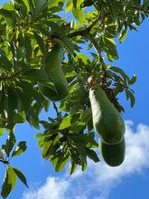 Load image into Gallery viewer, Avocado - Russell