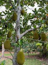 Load image into Gallery viewer, Jackfruit - Mushy