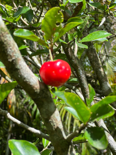 Barbados Cherry