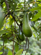 Load image into Gallery viewer, Avocado - Russell
