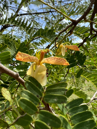Tamarind - Sweet