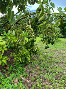 Booth Avocado (Aug-Nov)