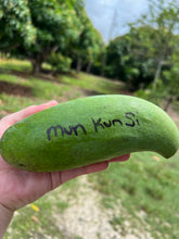 Load image into Gallery viewer, Mango - Mun Kun Si