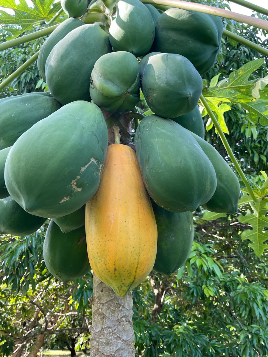 Papaya - Red Lady – JamyMango